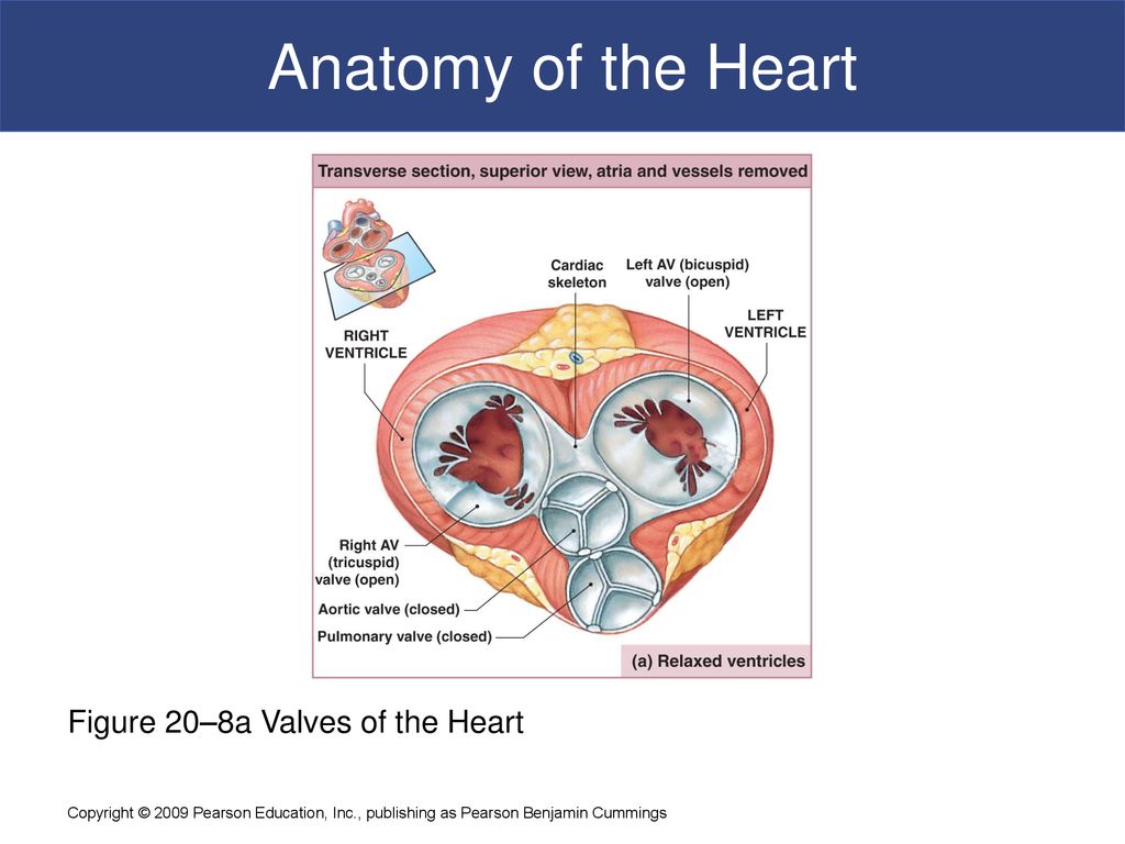 C h a p t e r 20 The Heart PowerPoint® Lecture Slides prepared by Jason ... Biology Diagrams