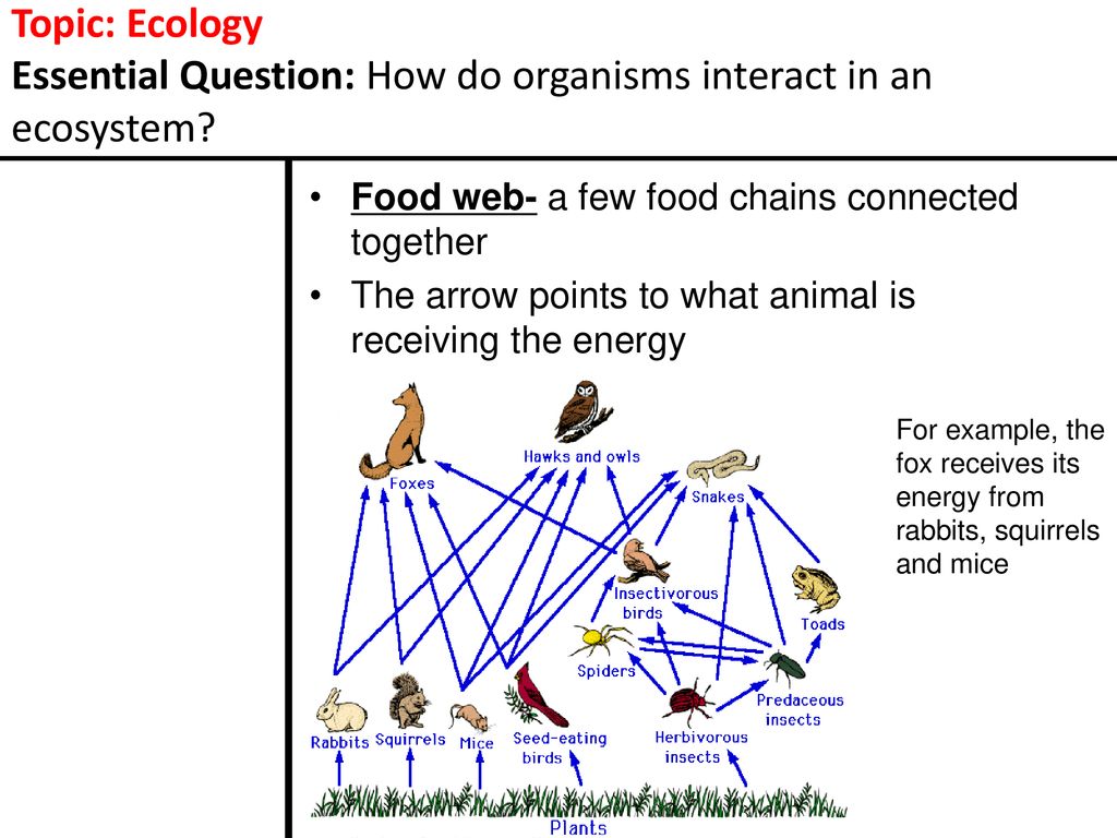 Essential Question: How do organisms interact in an ecosystem? Biology Diagrams