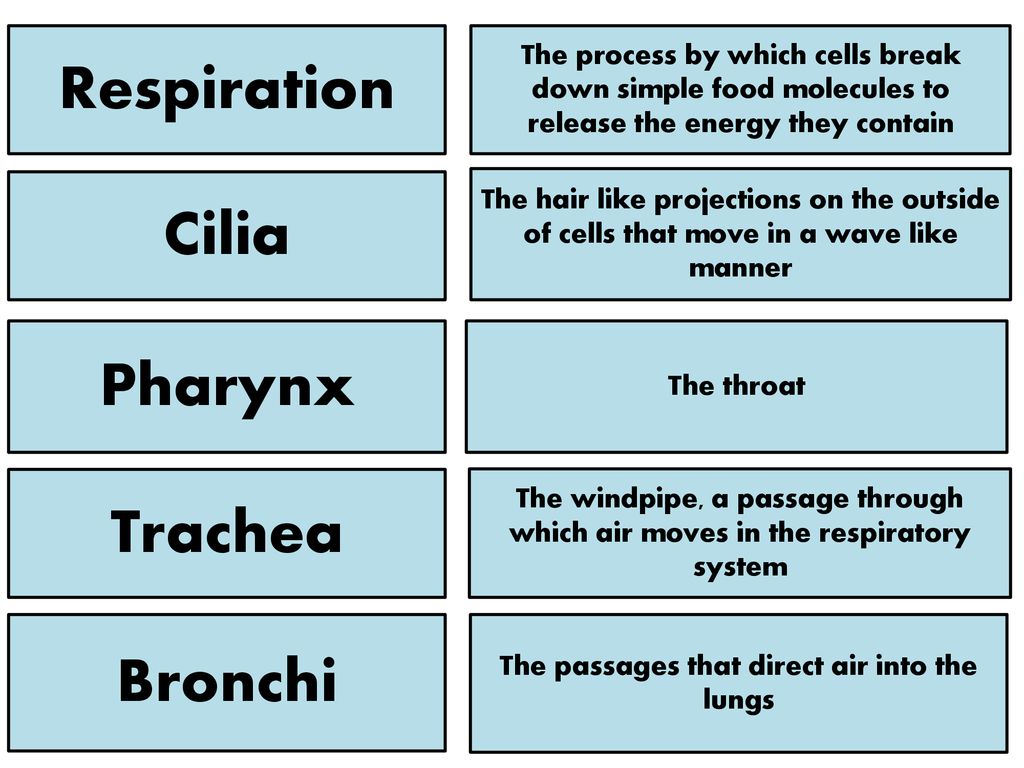 The passages that direct air into the lungs - ppt download