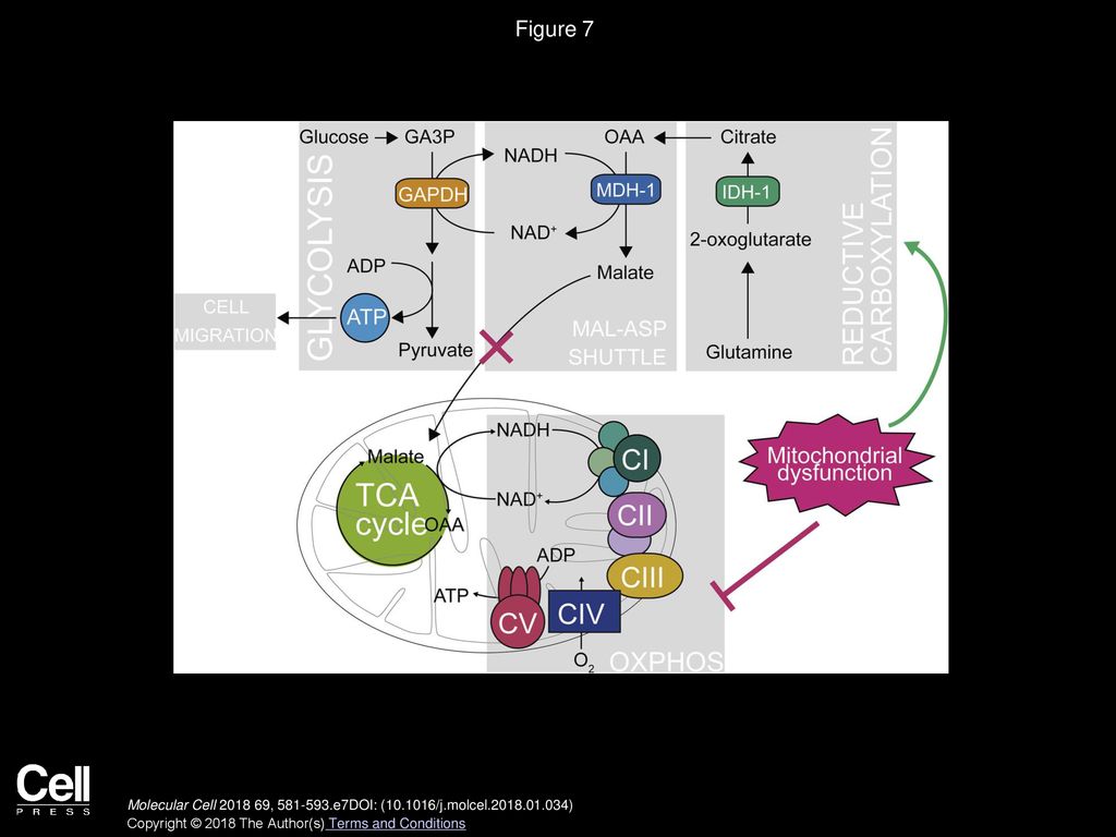 Figure 7 Reductive Glutamine Carboxylation Regulates NAD Redox Balance and Supports Glycolysis in Response to Mitochondrial Dysfunction.