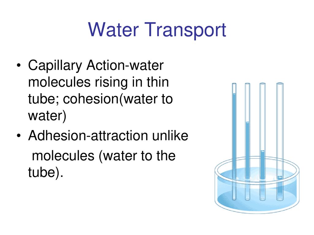 23-5 Transport in Plants p ppt download