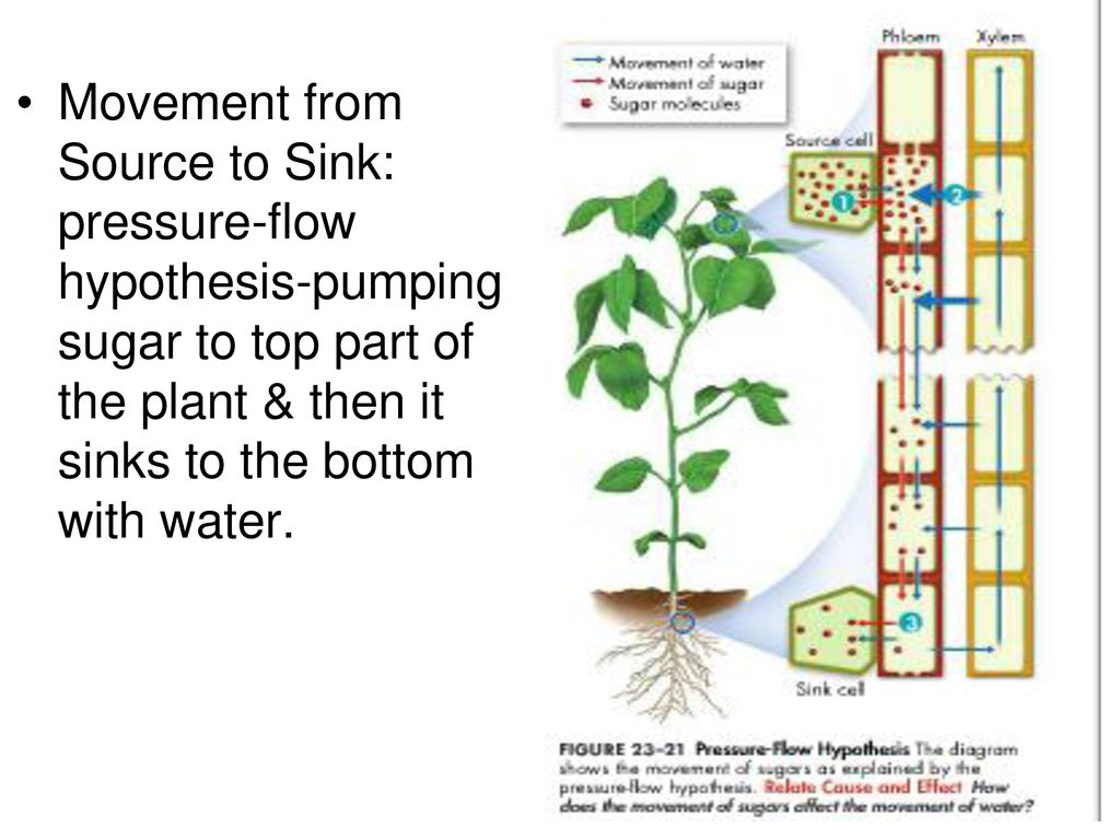 23 5 transport in plants p ppt download