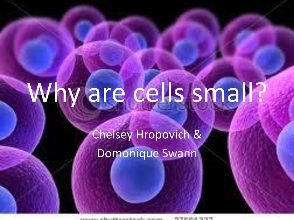Chelsey hropovich domonique swann ppt download