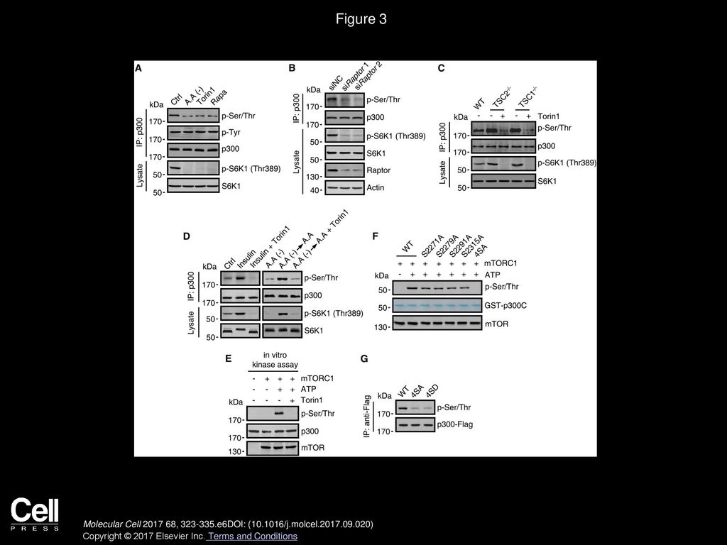 Figure 3 p300 Is a Direct Phosphorylation Substrate of mTORC1