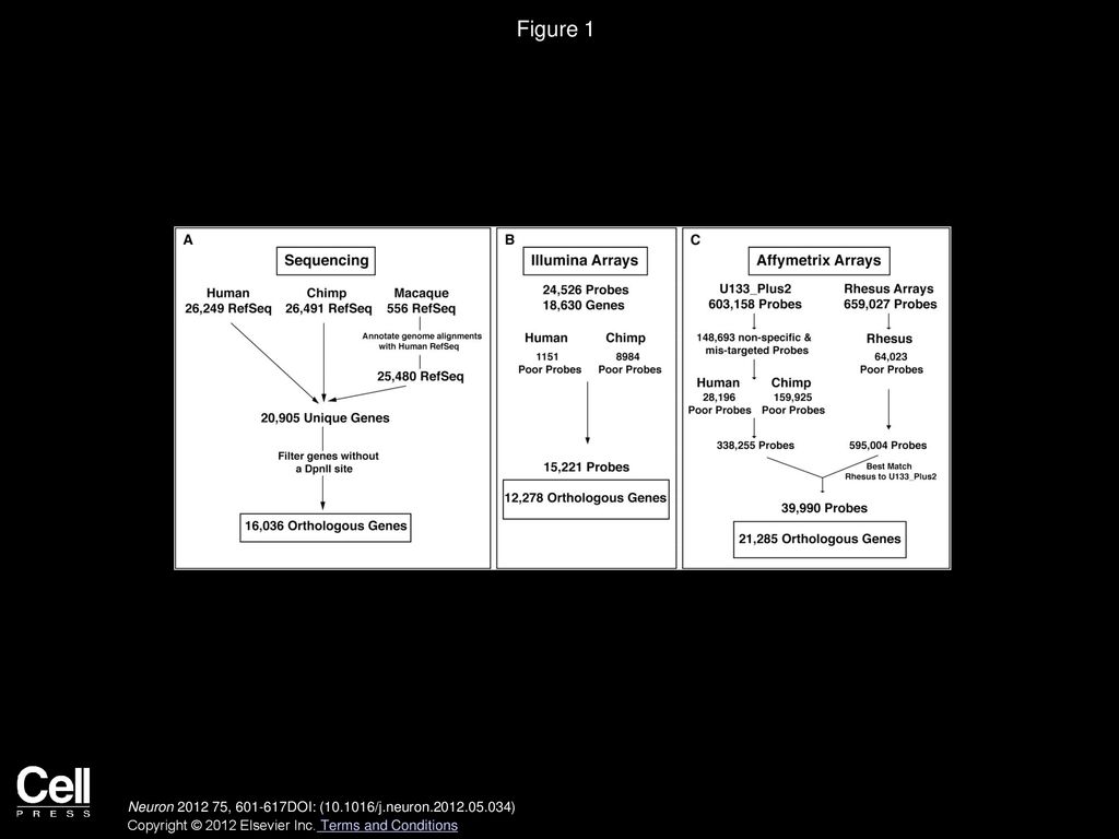 Human specific transcriptional networks in the brain ppt download