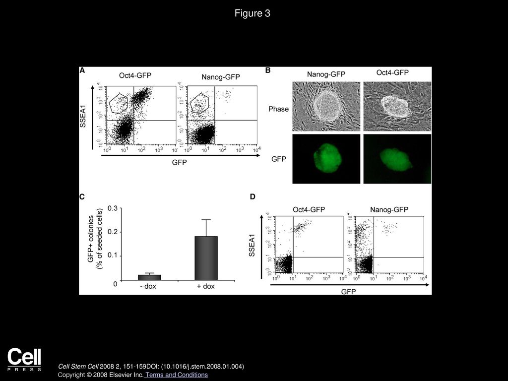 Figure 3 SSEA1 Expression Marks an Intermediate State of Reprogramming