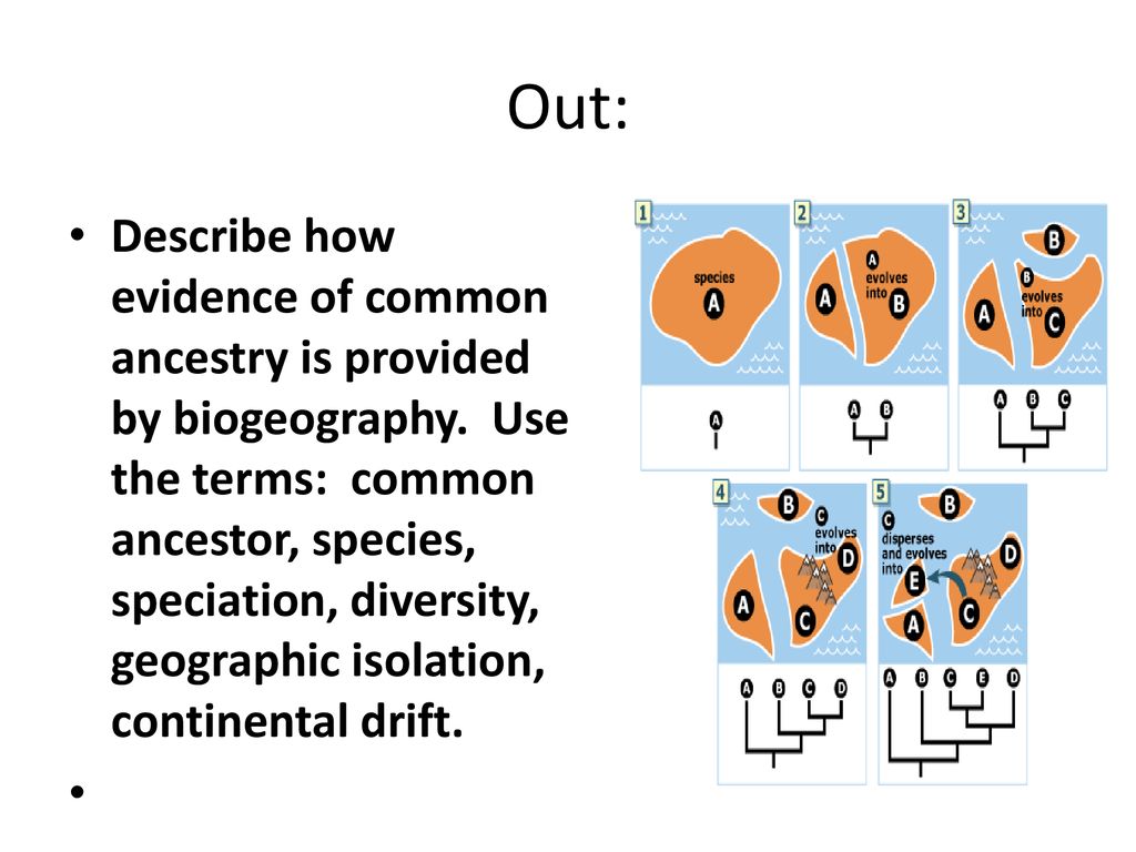 7a evidence of evolution ppt download