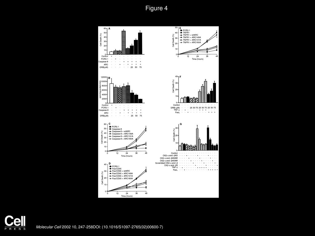 Figure 4 ARC Phosphorylation at T149 Is Required for Its Antiapoptotic Effect.
