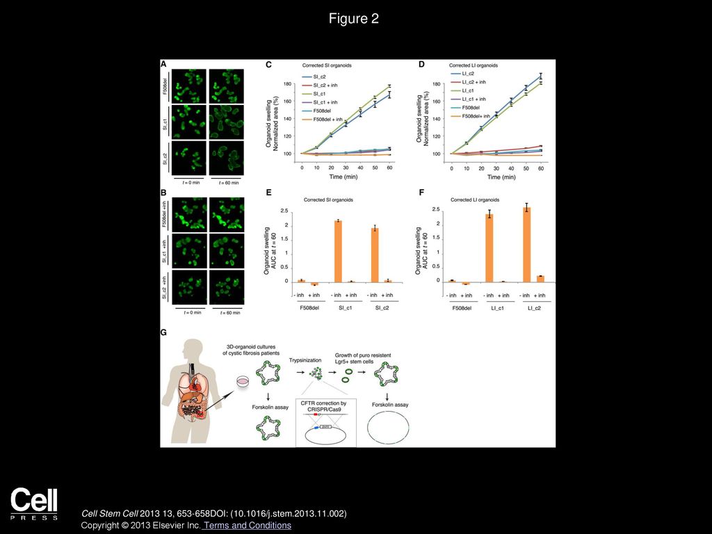 Figure 2 Functional Analysis of the Restored CFTR Function in Corrected Organoids.