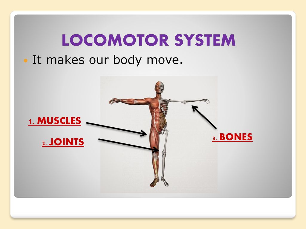 UNITS 3 &4 THE HUMAN BODY. - ppt download
