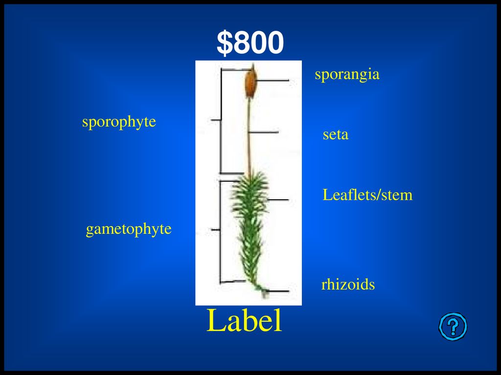 Label $800 sporangia sporophyte seta Leaflets/stem gametophyte