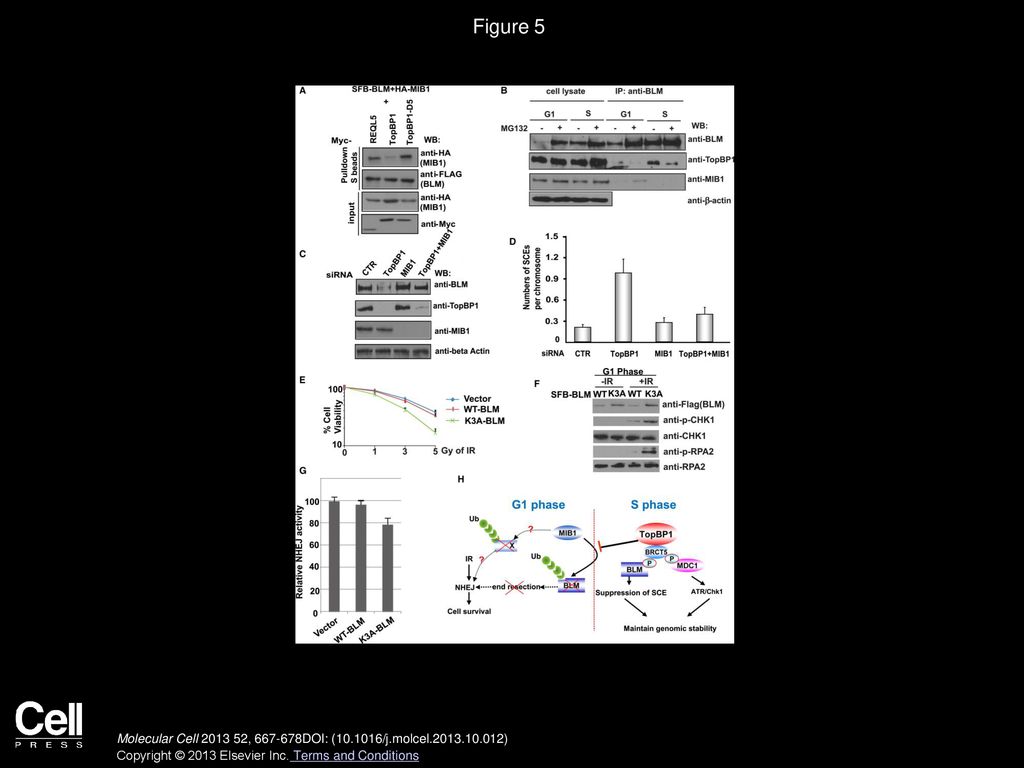 Figure 5 TopBP1 and E3 Ligase MIB1 Serve Opposite Roles in Regulating BLM Protein Level.
