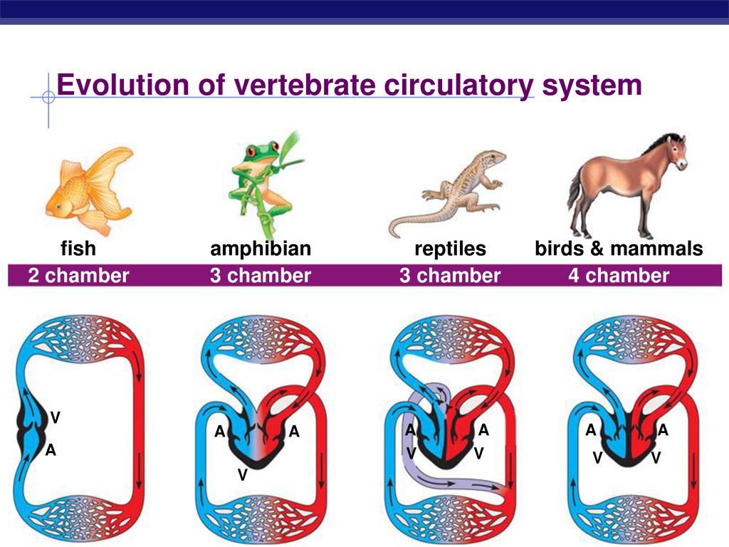 Evolution of vertebrate circulatory system