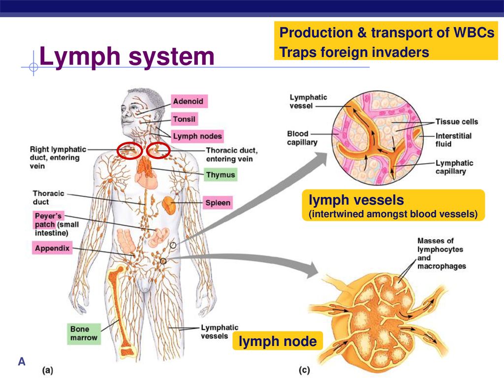 Lymph system Production & transport of WBCs Traps foreign invaders