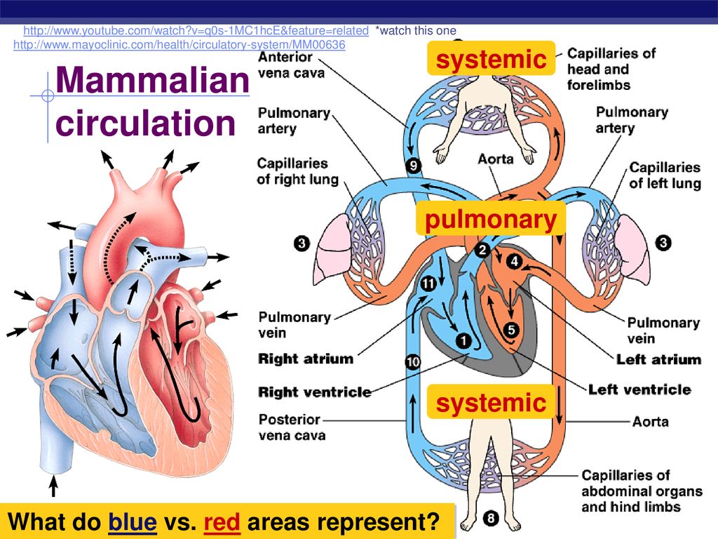 Mammalian circulation