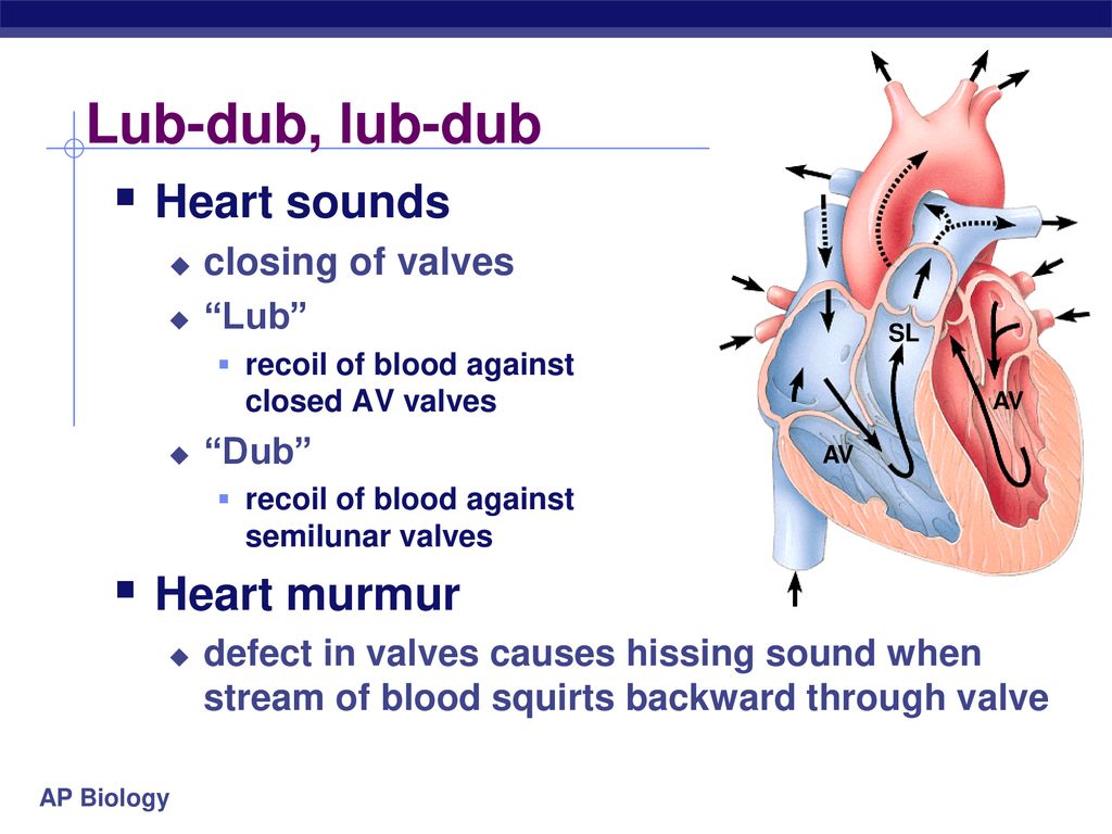 Lub-dub, lub-dub Heart sounds Heart murmur closing of valves Lub