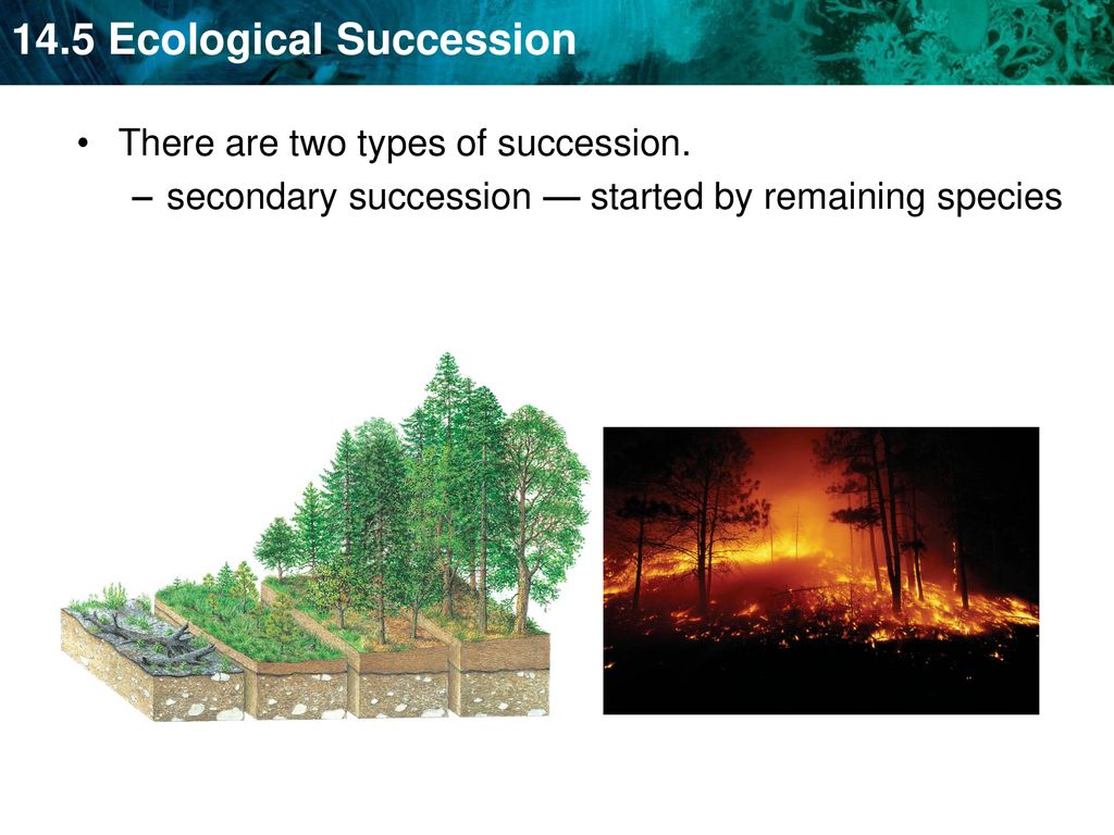 There are two types of succession.