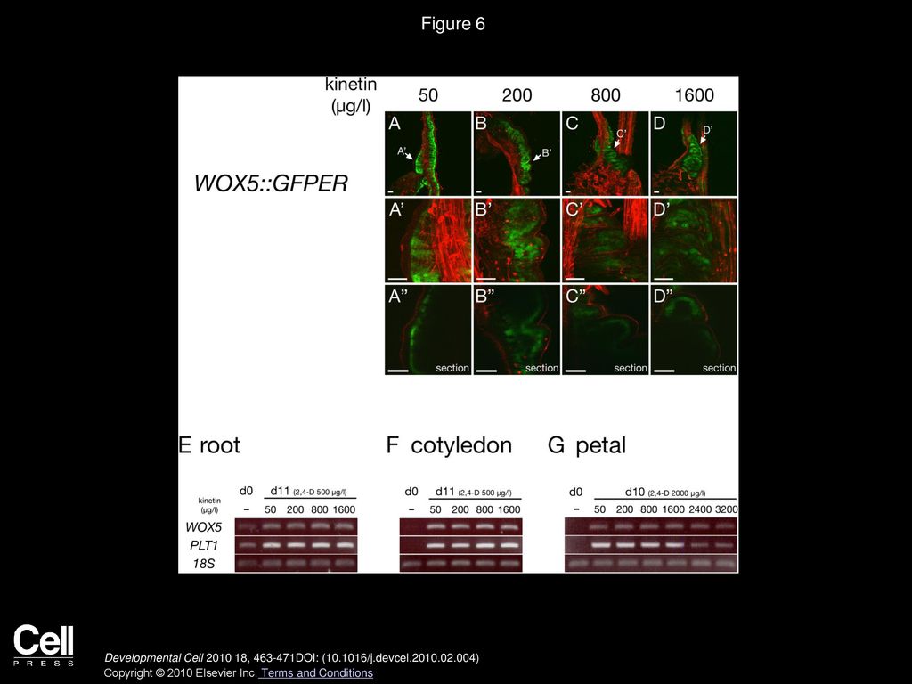 Figure 6 Root-like Callus Is Induced in Various Media Containing Different Ratios of Auxin/Cytokinin.