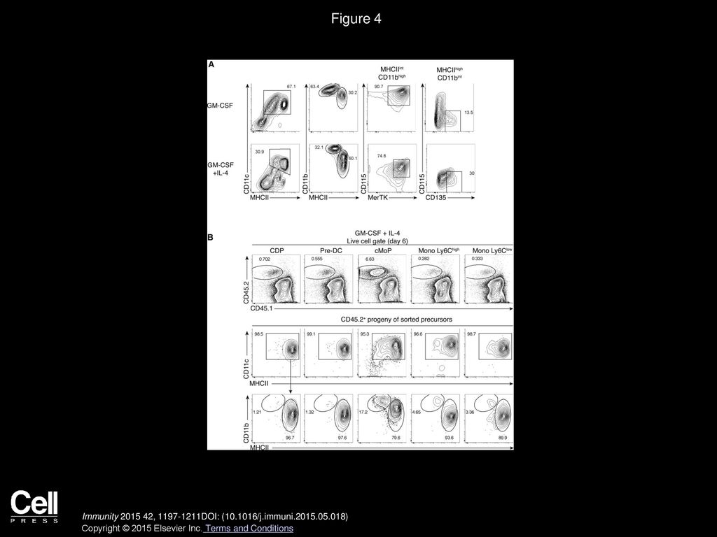 Figure 4 IL-4 Addition Limits but Does Not Prevent Development of Typical GM-Macs.