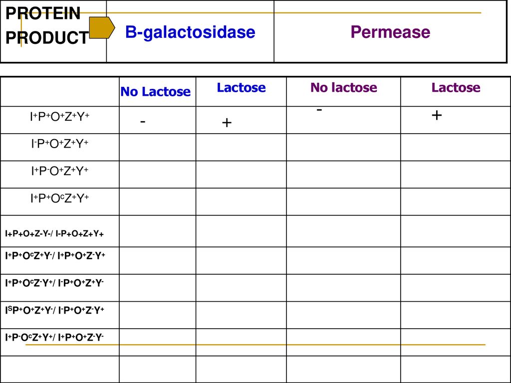 The Lac Operon Laboratory Ppt Download