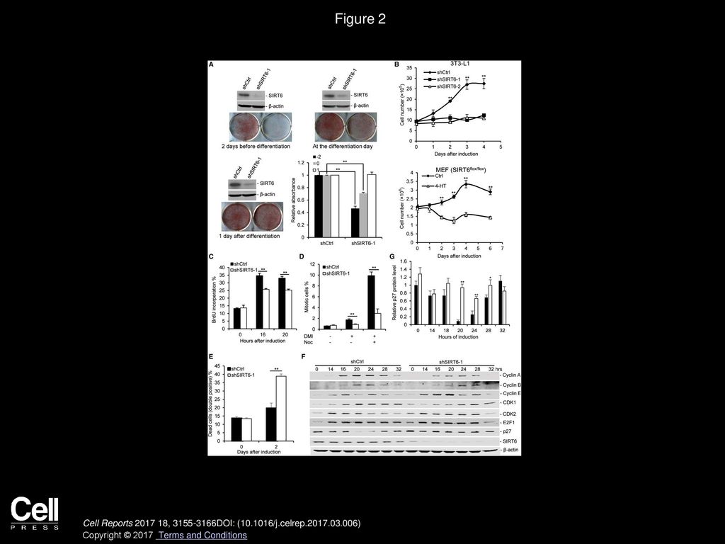 Figure 2 SIRT6 Deficiency Impairs Mitotic Clonal Expansion during Adipogenesis.