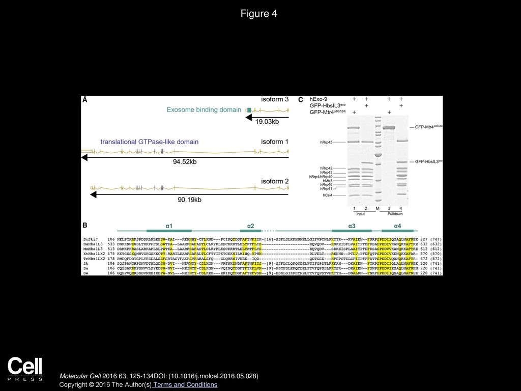Figure 4 HBS1-Like Isoform 3 Is a Human Ski7-like Protein