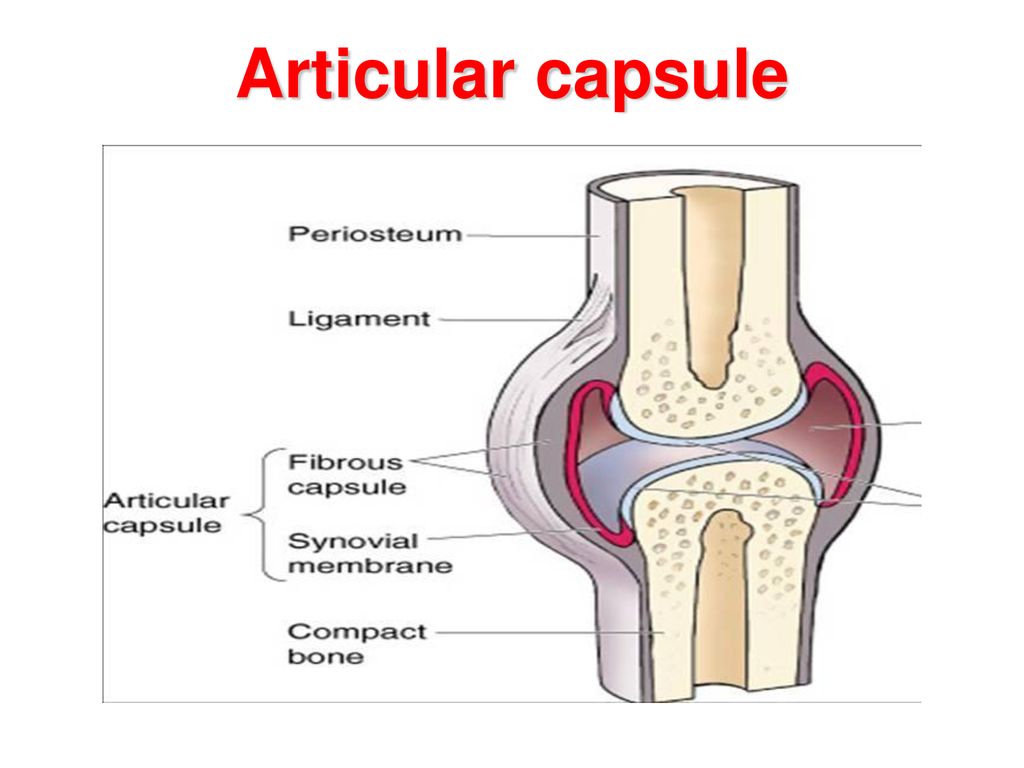 Articular capsule