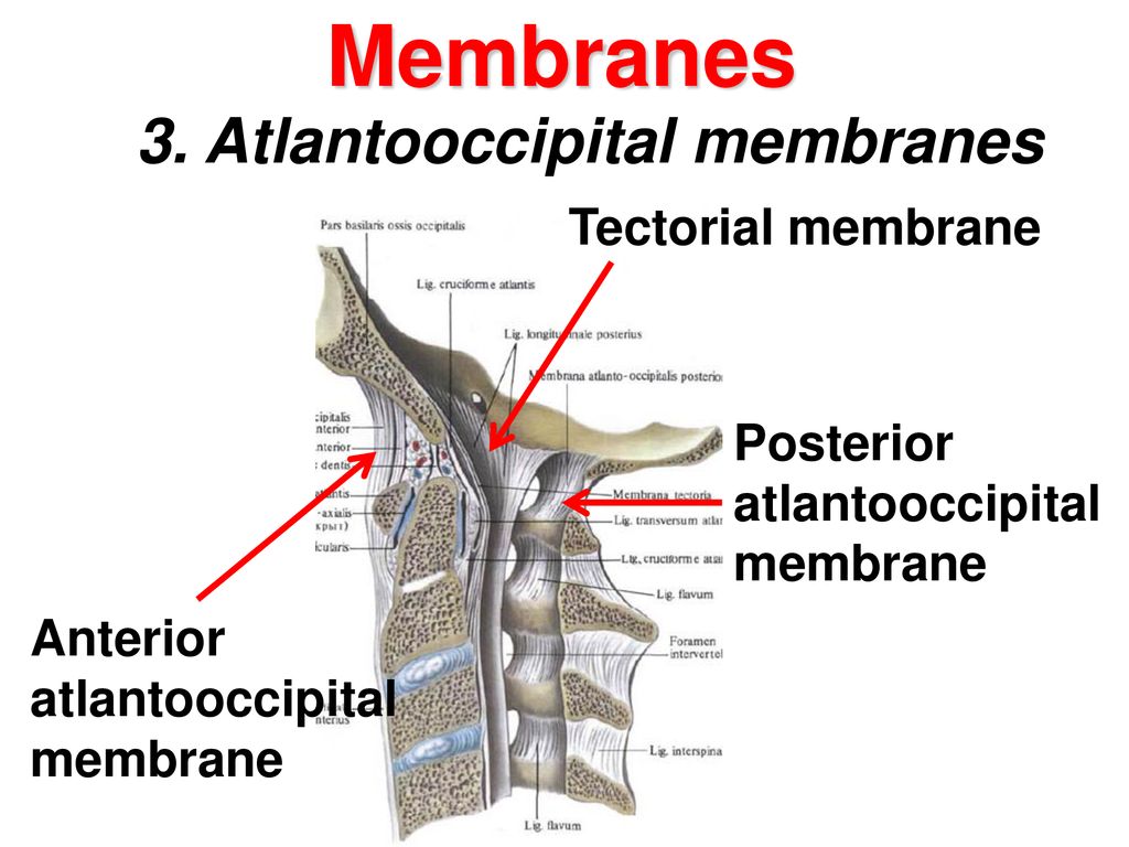 3. Atlantooccipital membranes
