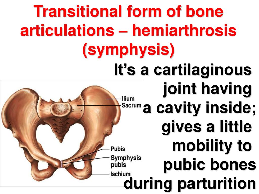 Transitional form of bone articulations – hemiarthrosis (symphysis)