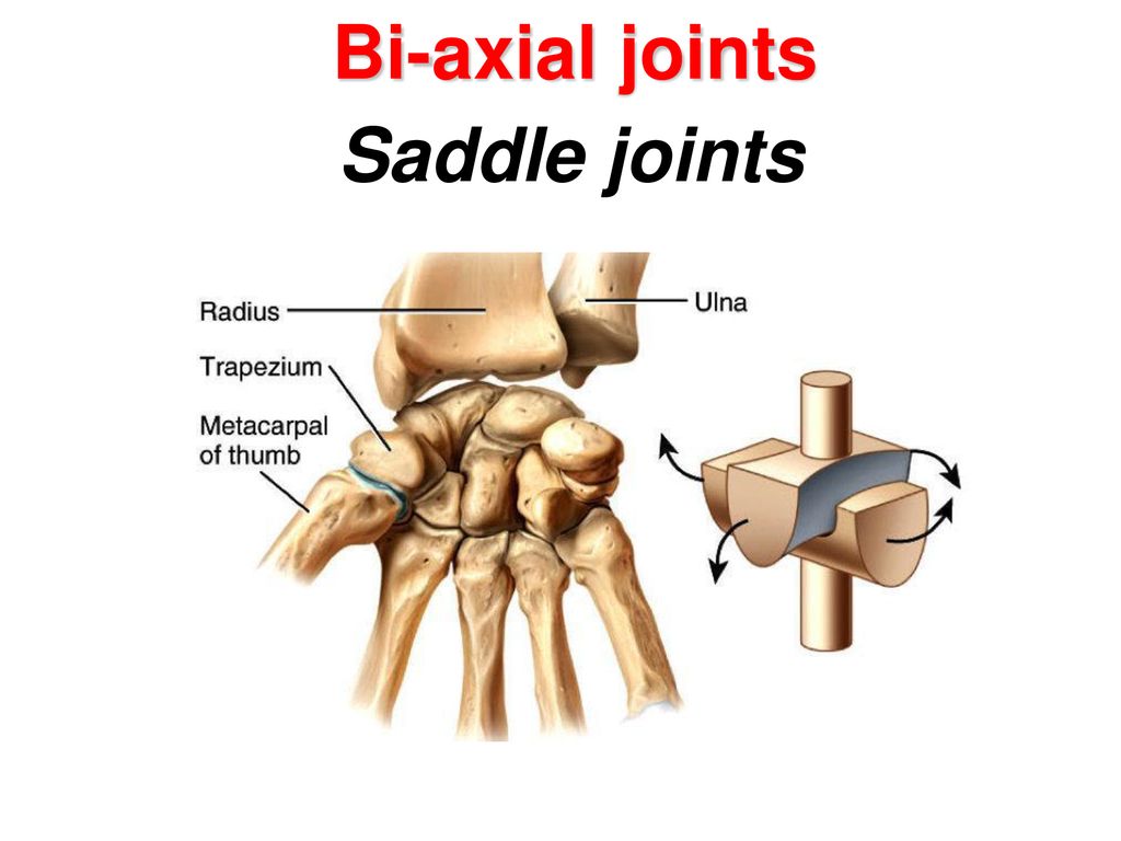 Bi-axial joints Saddle joints