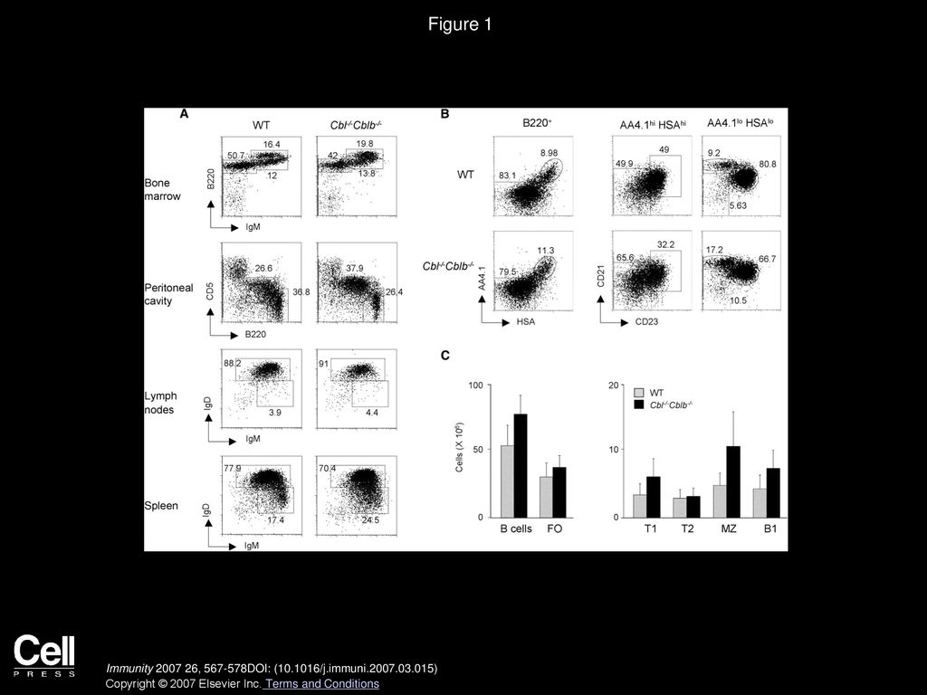 Figure 1 Flow Cytometric and Statistic Analysis of B Cell Subsets in Cbl−/−Cblb−/− Mice.