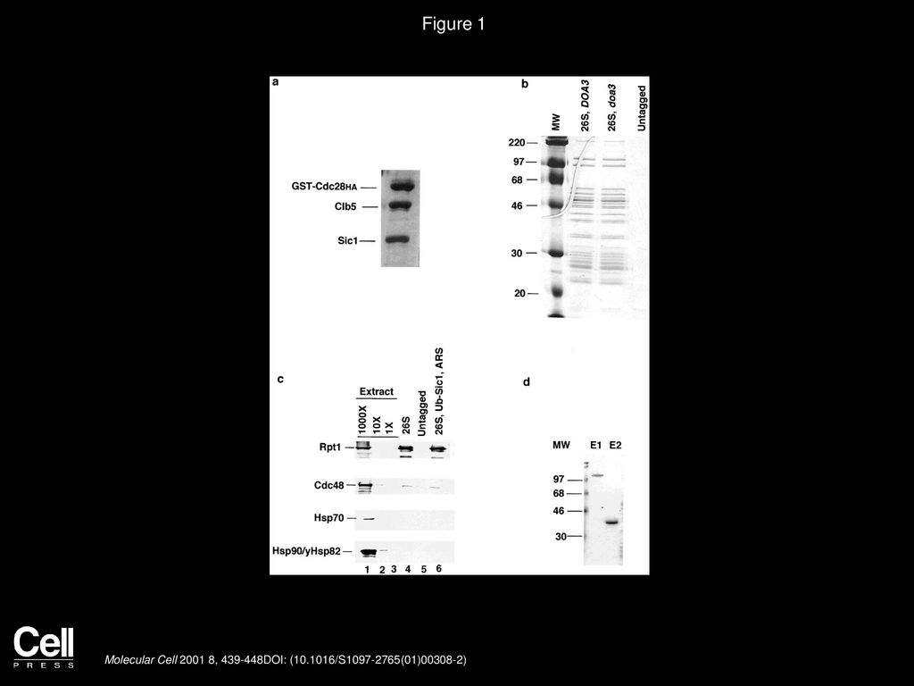 Figure 1 Purification of Sic1/S-Cdk Substrate Complex and the 26S Proteasome and Assessment of Their Purities by SDS-PAGE and Immunological Analysis.