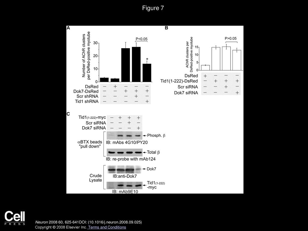 A Mammalian Homolog of Drosophila Tumorous Imaginal Discs, Tid1 ...