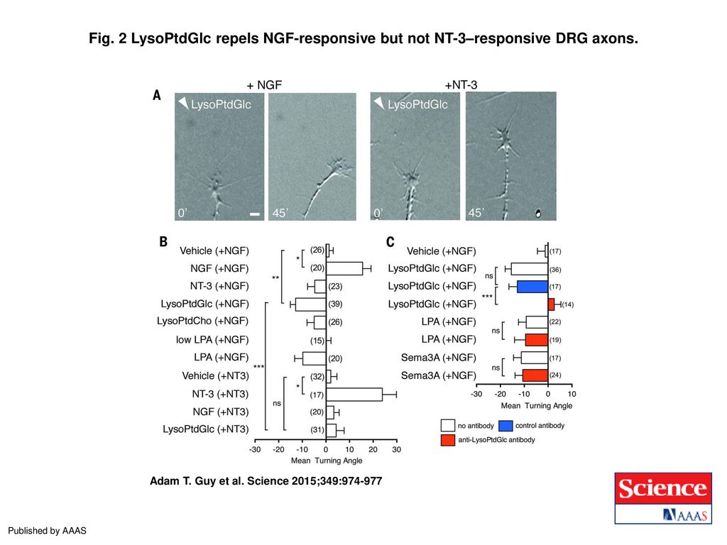Fig. 2 LysoPtdGlc repels NGF-responsive but not NT-3–responsive DRG axons.