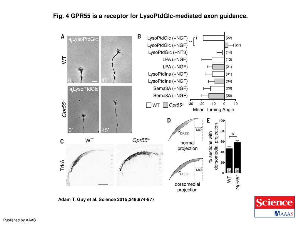 Fig. 4 GPR55 is a receptor for LysoPtdGlc-mediated axon guidance.