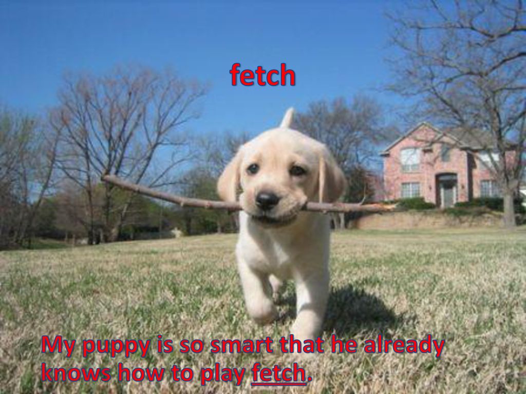 My puppy is so smart that he already knows how to play fetch.