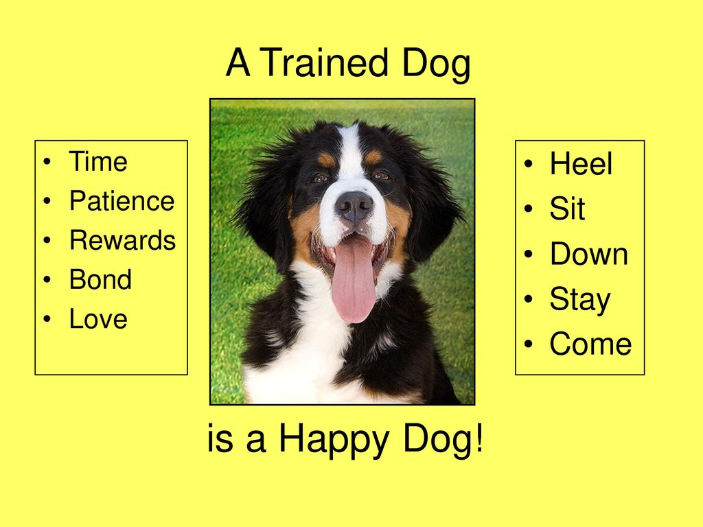 A Trained Dog is a Happy Dog! Heel Sit Down Stay Come Time Patience