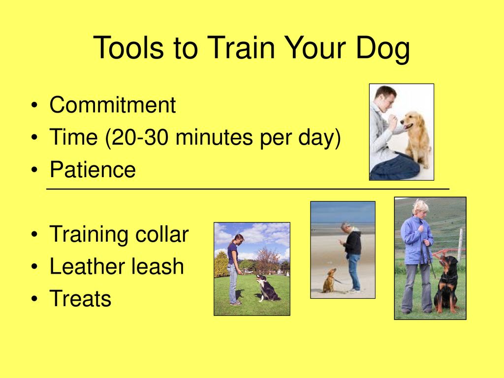 Tools to Train Your Dog Commitment Time (20-30 minutes per day)