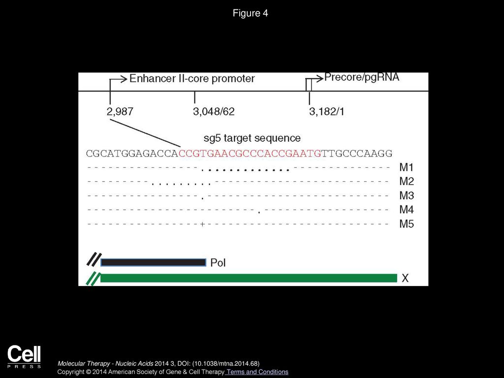 Targeting Hepatitis B Virus With CRISPR/Cas9 - Ppt Download