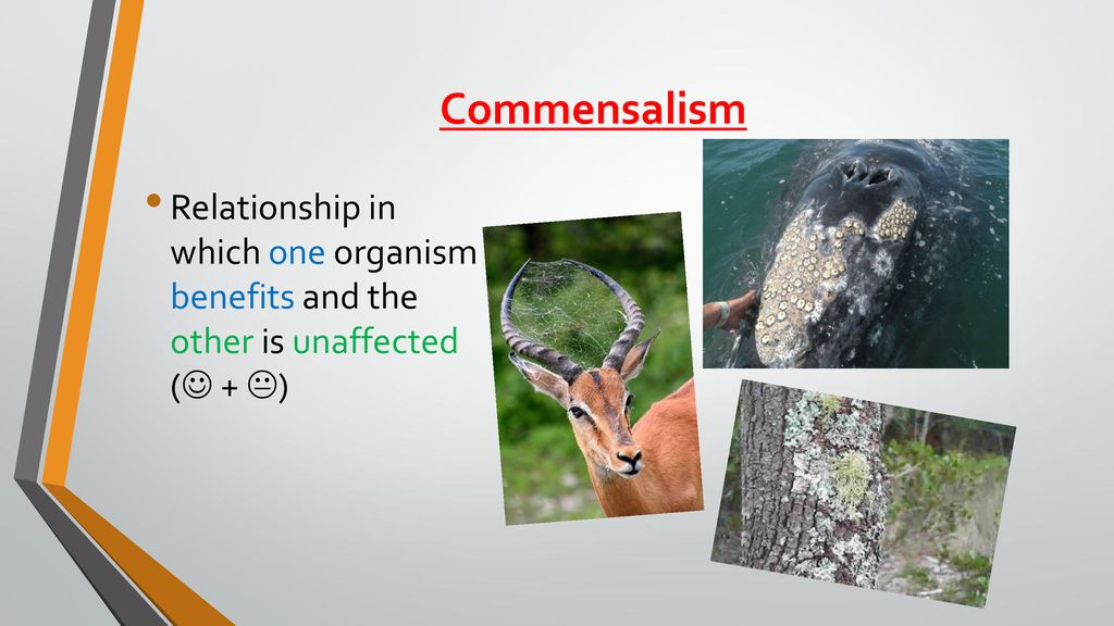 Commensalism Relationship in which one organism benefits and the other is unaffected ( + )