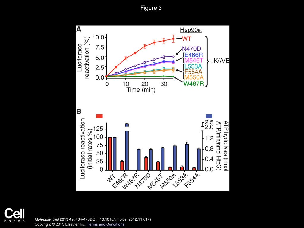 Figure 3 The Hsp90Ec Mutant Proteins Exhibit Defective Chaperone Activity In Vitro.