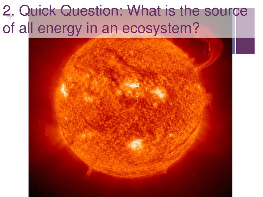 flow-of-energy-in-ecosystems-goopennc