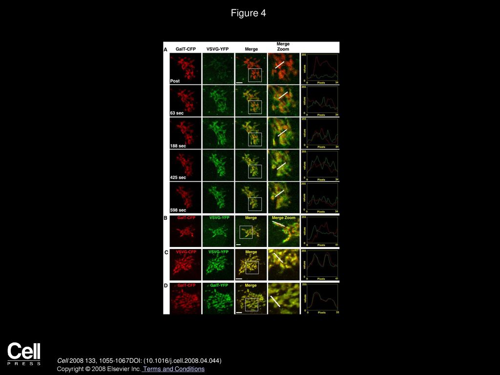 Figure 4 Two-Color Imaging Reveals Cargo and Enzyme Domains of the Golgi.