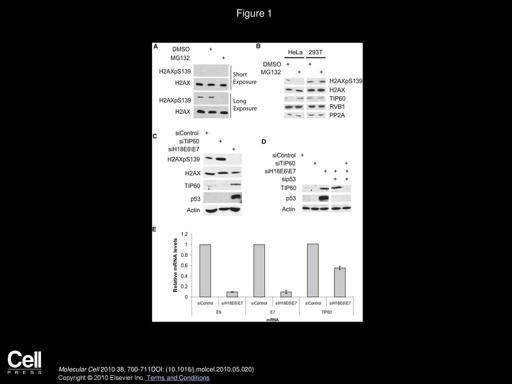 Figure 1 TIP60 Is Destabilized by Human Papillomaviral Protein E6