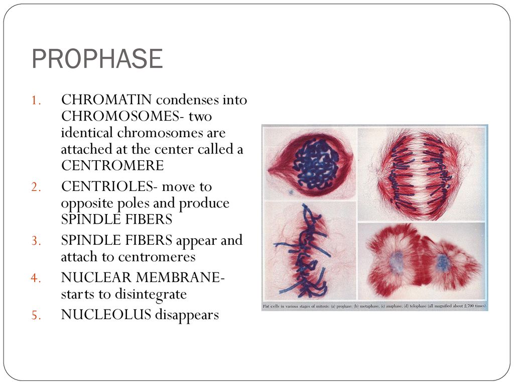 ppt download Biology Diagrams