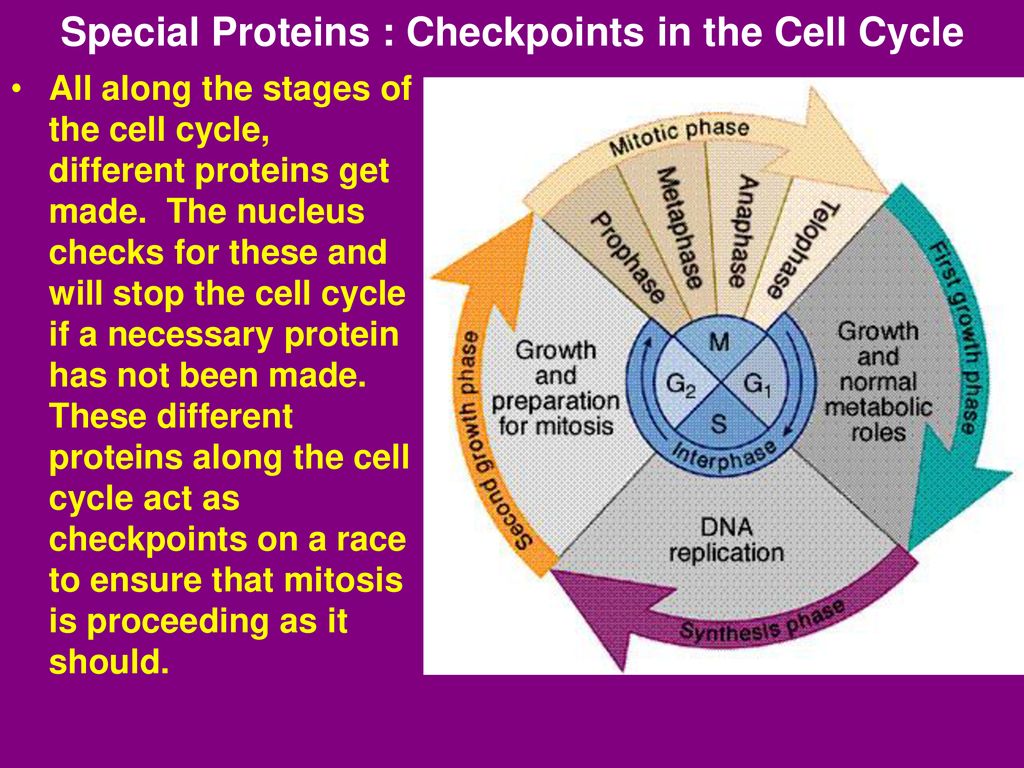 ppt download Biology Diagrams