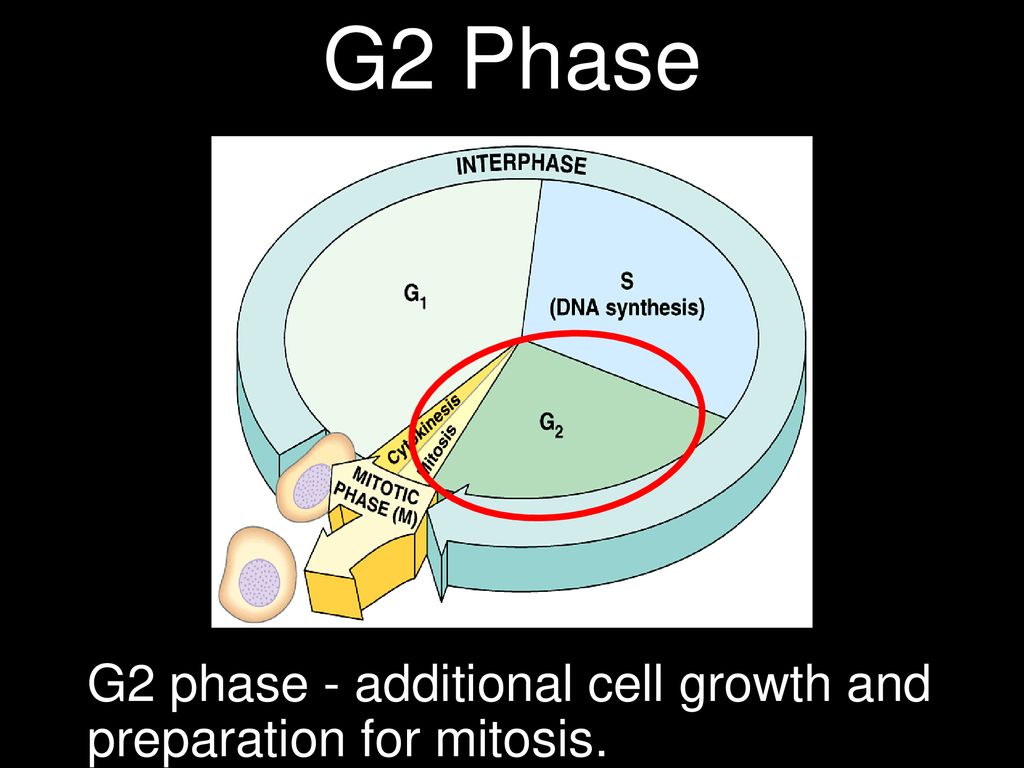 ppt download Biology Diagrams