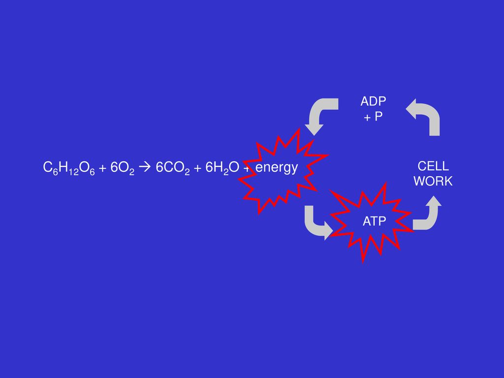 ADP + P CELL WORK C6H12O6 + 6O2  6CO2 + 6H2O + energy ATP