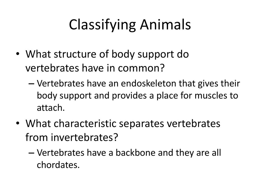 Introduction to Animals - ppt download