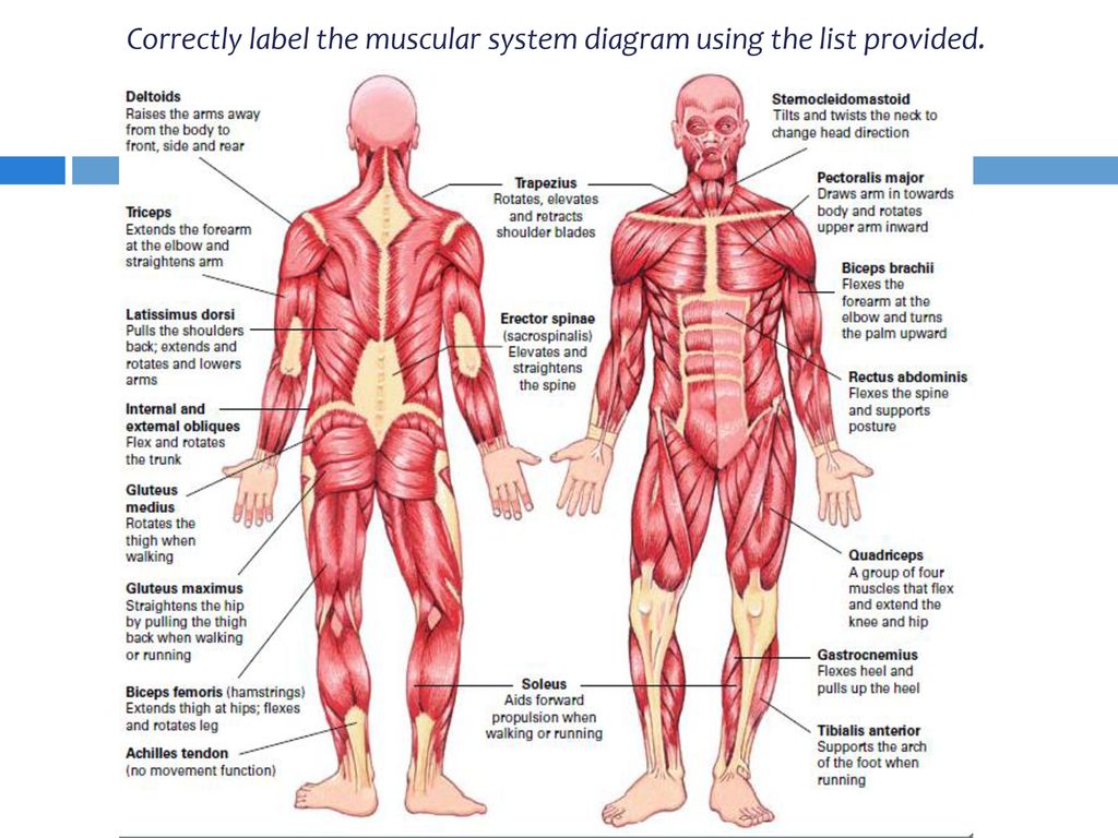 Correctly label the muscular system diagram using the list provided. 